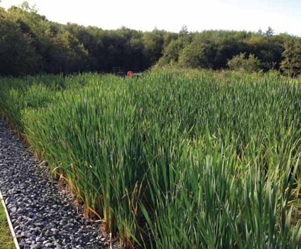 King's Ride - Additional image 3